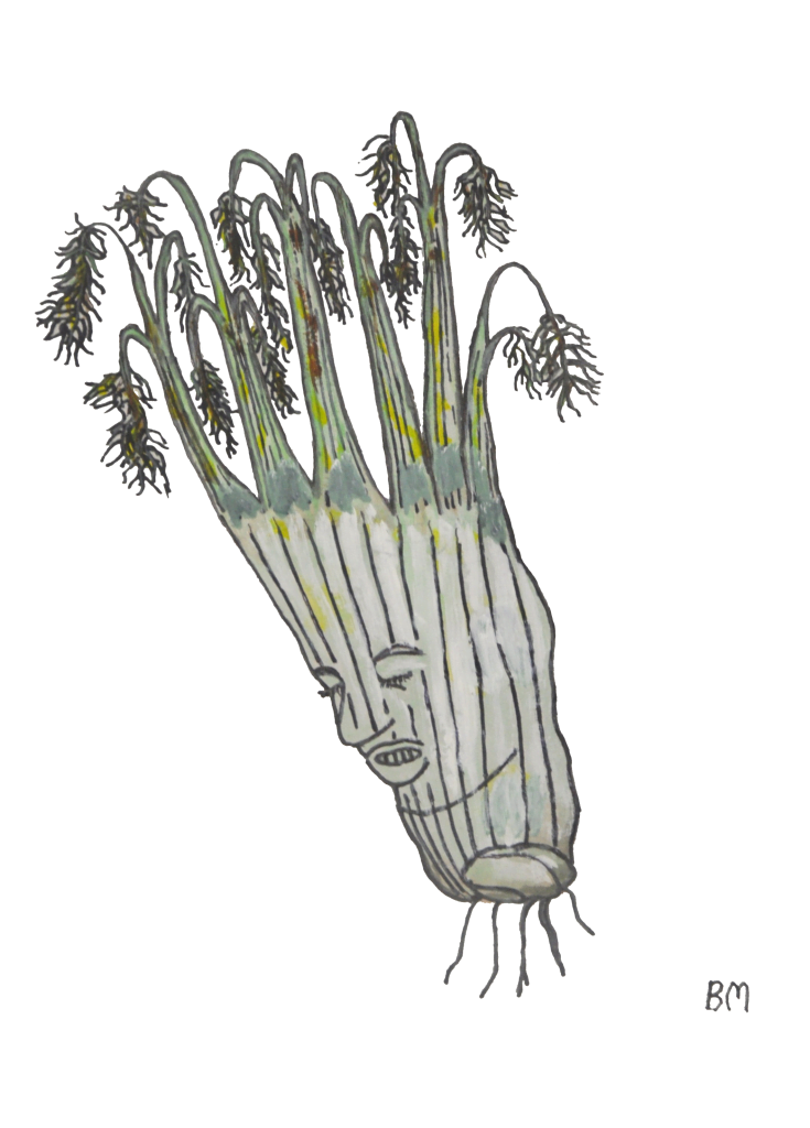 FENNEL no background