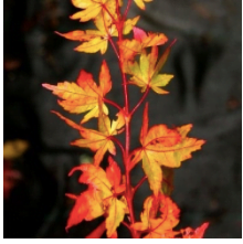 Screenshot 2019 11 30 at 16.55.11