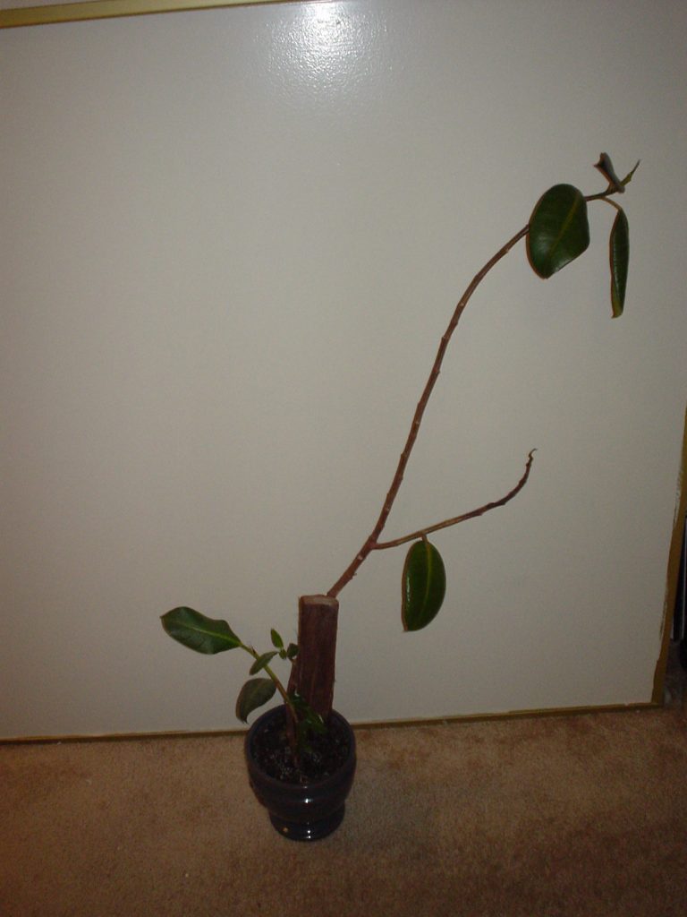 ficus
